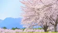 春爛漫！今回は桜にまつわる映画をPickUPしました🌸春っぽい映画でお花見気分はいかがでしょうか？